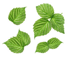 Raspberry Leaves Isolated On White Background