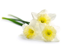 Beautiful Daffodils Isolated On White Background. Spring Flowers Bouquet