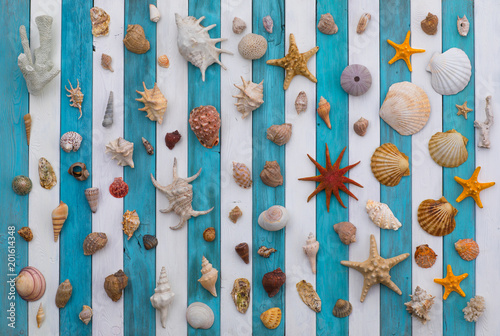 collection of sea shells on a white blue wooden background Poster