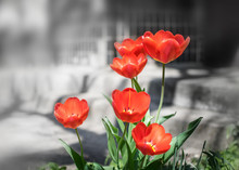 Close-up Colorful Bright Red Flowers Tulips In Spring Garden. Flower Bed On A Sunny Day. Beautiful Floral Blurred Background With House Wall, Steps And Enter Door.
