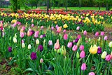 Fototapeta Tulipany - coltivazione di tulipani in diverse tonalità di colore 
