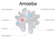 The structure and diagram of  amoeba