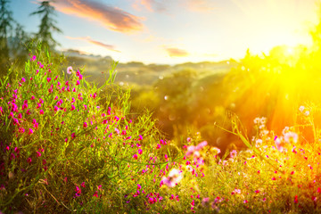 Canvas Print - Spring nature background. Beautiful landscape park with green grass, blooming wild flowers and trees. Sunset scene