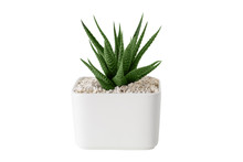 Haworthia Succulent Close Up In White Pot. Isolated On White.