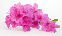 Isolated Pink Spring Azaleas Blooms.