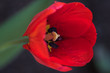 single, red tulip, closeup, tulipan, czerwony kwiat, zielone tło, krople rosy