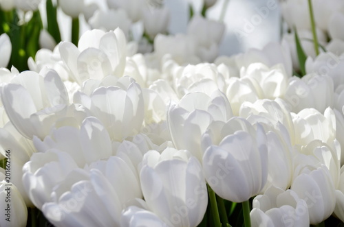 Dekoracja na wymiar  snieznobiale-tulipany