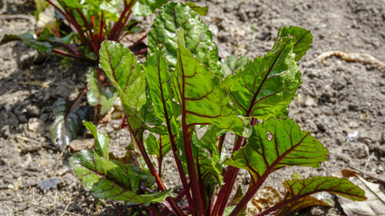 Red Swiss Chard plants in a vegetable garden 2.