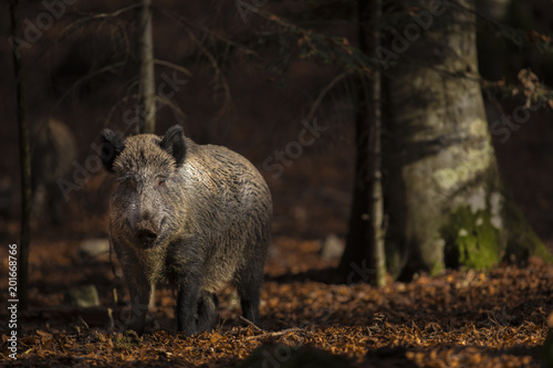 Cuadros en Lienzo Close up of a large wild boar Sus scrofa swine calm woman walking and search using snout looking food in the dark wood