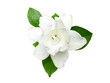 White Gardenia flower or Cape Jasmine (Gardenia jasminoides), isolated on a white