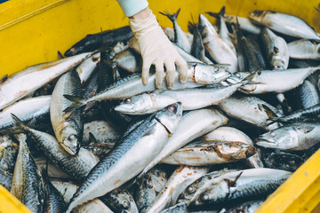 Wall Mural - fish seafood factory