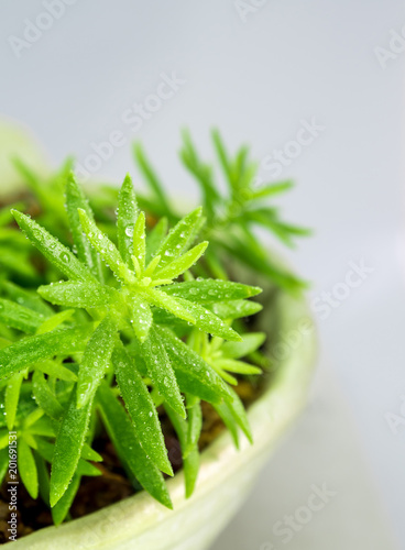 Fototapeta na drzwi i meble Succulent plant stonecrop, fresh leaves detail of sedum Angelina