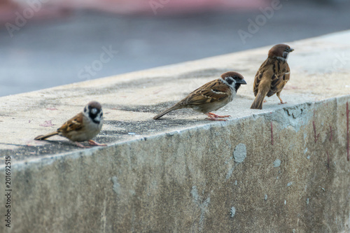 Fotografía Bird (Eurasian tree sparrow) in a nature wild