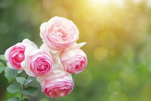 A Photo Of English Climbing Pink Pale Rose Bush, Summer Garden. Rose Shrub In The Park. Sunshine Beams, Bokeh With Selective Soft Focus. Place For Text, Copy Space. Valentines Or Birthday Background.