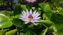 Purple Water Lilly With Bee
