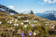 Krokusblüte in den Alpen im Frühling