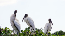 Young Wood Storks