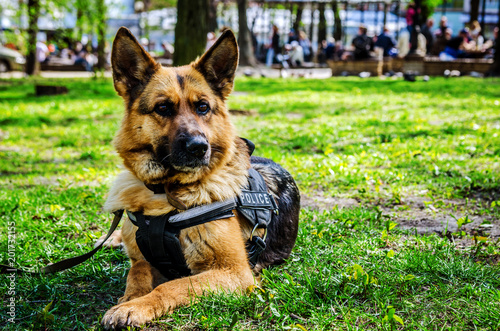 Fotografía The police sheepdog lies on the grass.