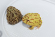 Two Horned frogs in white plastic storage