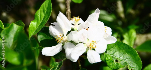 Plakat kwitnąca jabłoń na wiosnę