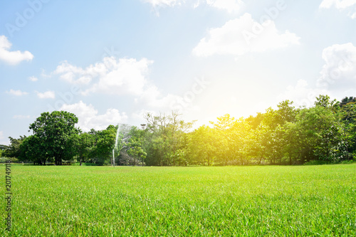 Fotografia, Obraz Beautiful park and green tree plant in public park with green grass field