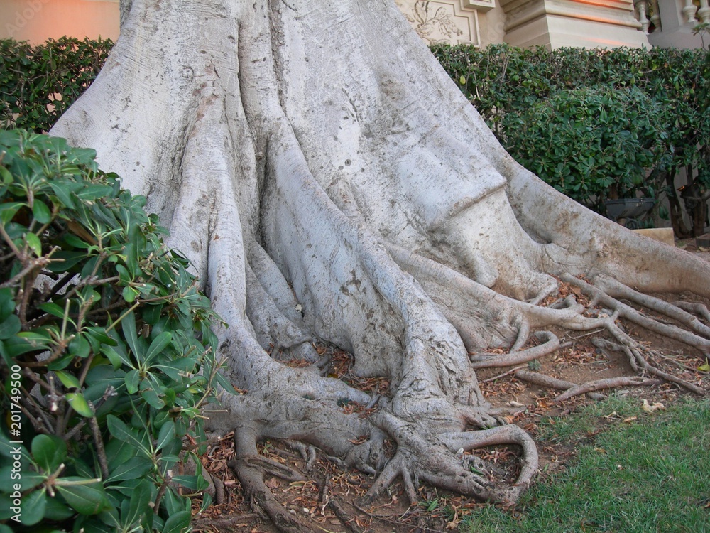 Podstawa pnia drzewa laurowego (Laurus nobilis), Monaco - obrazy, fototapety, plakaty 