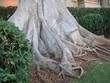 Podstawa pnia drzewa laurowego (Laurus nobilis), Monaco