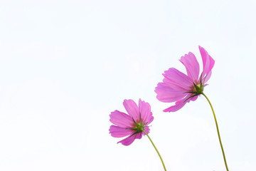 Wall Mural - Beautiful purple cosmos flower in garden with sunlight and blue sky