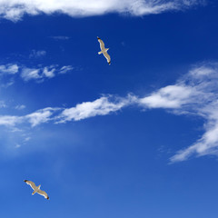 Wall Mural - Two seagulls hover in blue sky with sunlight clouds