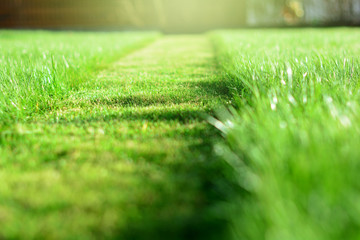 mowing the lawn. a perspective of green grass cut strip. selective focus