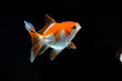 © freedom_naruk - goldfish isolated on a dark black background
