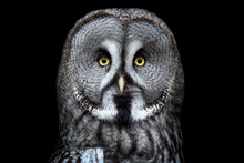 Great Grey Owl (Strix Nebulosa) On Black Background