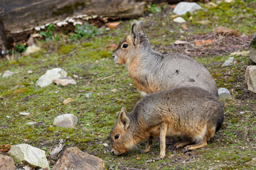 Two Patagonian Mara, Dolichotis patagonum. Wild life animal.