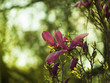 une floraison de magnolia, gros plan sur des fleurs fortement roses dans le ciel bleu