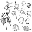 Hand drawn  Physalis fruit ( Physalis peruviana).  Vector sketch illustration