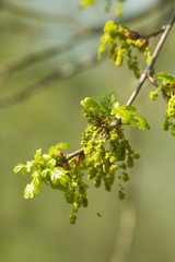  Oak, oak leaf twig, spring fresh green oak leaves.