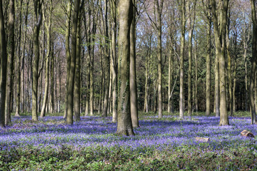 Wall Mural - Bluebells in Wepham Wood