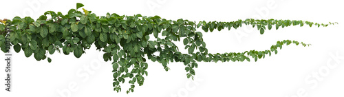 Fotografía vine plant jungle, climbing isolated on white background