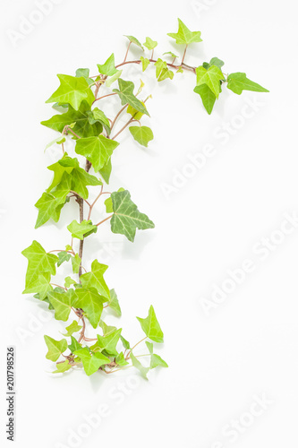 観葉植物のフレーム Stock 写真 Adobe Stock