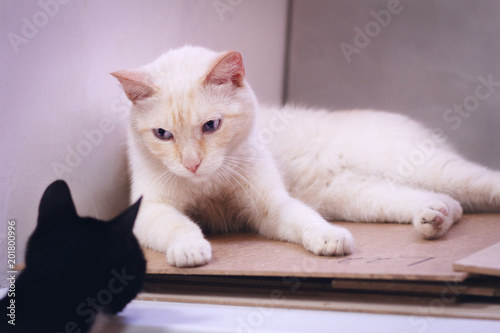 Fotografie, Obraz Proud begie cat lying and looking at black kitten