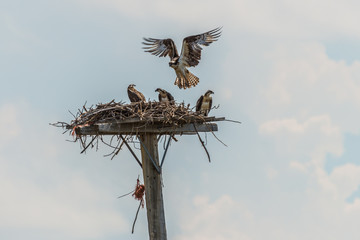 Wall Mural - Osprey Dinner Time