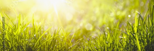 grass in sunlight