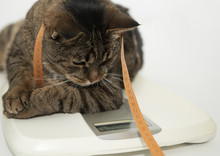 Fat Cat On Scales On White Background. Weight Control Concept. Copy Space.