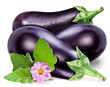 Aubergines or eggplants  with aubergine flower and leaves on white background.