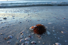 Sea Urchin With Shells On The Beach
