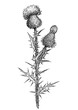 Thistle flower illustration, drawing, engraving, ink, line art, vector