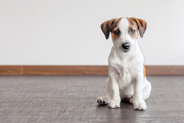 Wall Mural - Puppy sitting on floor