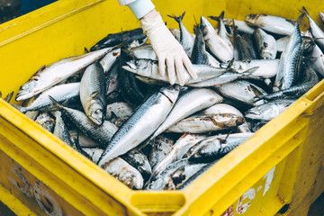 Wall Mural - fish seafood factory