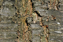 Close Up Of Cherry Tree Bark With Some Cracks
