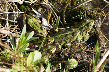 Wall Mural - Group of five green frogs warming up in the sun seen from above